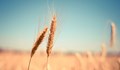 НАСА: Русия е ожънала пшеница за 1 милион долара в Украйна тази година