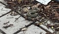Змия стресна минувачи край хотел "Рига" в Русе