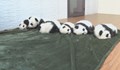 Бейби бум на панди в Центъра за изследване в Китай