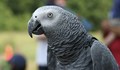 Папагалите са фаворити на русенци сред екзотичните домашни любимци
