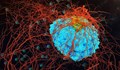 Пробив: Японски учени успешно тестват имунотерапия срещу рак със стволови клетки
