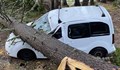 Паднало дърво премаза три автомобила в Пампорово