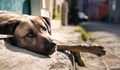 Намалява броят на бездомните кучета в Русе