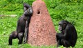 Застреляха три бягащи шимпанзета в шведска зоологическа градина