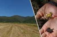 Обявиха нова защитена местност в Руй планина