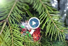 Живите дръвчета закупени в саксия се радват на по голям интересАко