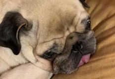 Собствениците на изгубения домашен любимец обявиха възнаграждение за този който