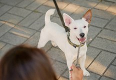 Всеки собственик ползвател или обитател вписва притежаваните животни които се