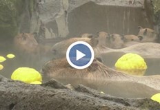 Животното не понася добре минусовите температуриКапибарите в зоологическа градина в