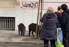 Популацията на дивите животни застрашава живота и здравето на хоратаРим