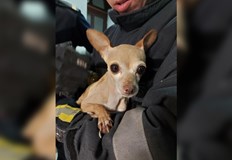 Кучето вече има нов домПожарникари спасиха изхвърлено в контейнер за