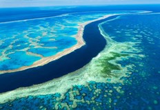 Дългосрочният план за опазването на рифа е отглеждането на десетки