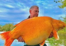 Борбата с 30 килограмовия екземпляр е продължила повече от 22 минутиУловиха