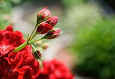 На първо място това се отнася за страдащите от алергияМушкатото