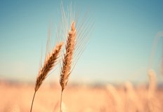 Твърдението на агенцията се основава на сателитни снимки и моделиранеРусия