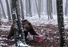 Коледните подаръци бяха в празнични кутииМечките в парка в Белица