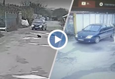 Едното животно е блъснато оперирано е и му е поставен