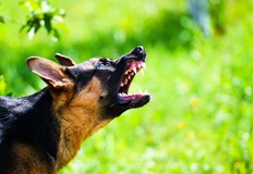 Случката се е разиграла на свечеряване на 29 декемвриКуче е