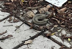 Топлото време в неделя изкара влечугото на припек сред градската