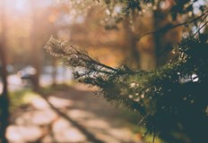 Термометрите в неделя ще показват до 15 градусаНавръх Коледатемпературите са