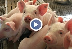 От 2003 година насам ампутацията на свински опашки е забранена