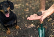 От партията са предложили закон който е бил силно иронизиран Прокуратурата