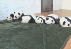 Шест малки панди са се родили през тази година в