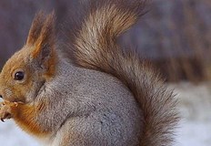 Рунтавото животно успяло да влезе през покриваНеобичаен гост в дома