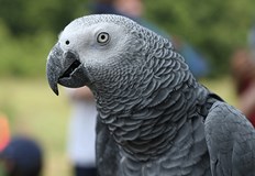 През тази година в Русе са регистрирани 39 птици по