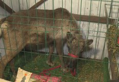 Рудолф Бегълс вече е любимец на русенските децаЕлен на Дядо