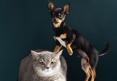 Събраните средства ще подпомогнат дейността на центъраКастрационният център за бездомни