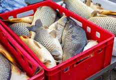 В момента от Дунава излиза повече мряна сом и платика