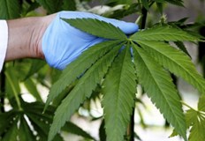 Осъждането преди 4 години е било за засяване и отглеждане