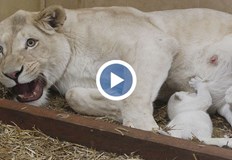 Това се е случило в защитен парк в АлжирЛъвица роди