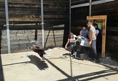 Андалусия беше пусната на свобода през ноемвриПтица от застрашения вид