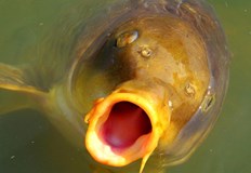 Съвсем тематично ВиК дружествата избраха за обществено обсъждане 6 декември