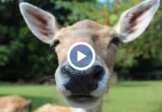 Собствениците му обявиха награда от 1000 леваСпешно се издирва северен