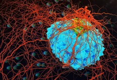 Клетките iPS при определено химическо въздействие могат да възстановят клетки