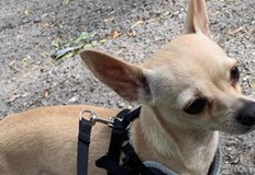 Кучето ми е в неизвестност от 10 00 часа на 05 12 22