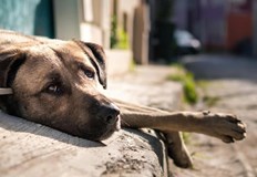 При едно отговорно стопанисване на домашните любимци ще изчезнат и