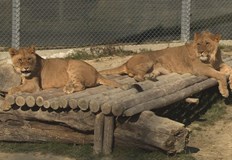 Сериозно засегнати от илюминациите са птицитеДекември е най специалният месец от