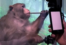 Около 1500 животни са умрели по време на експериментите от