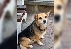 Служители на Шесто РУ – СДВР се отзовали вчера на