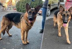 Със зачестилите случаи на използвана пиротехника все повече са изгубените