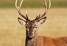 Причината еленчето да озове в безизходица били хищнициПожарникари в Крумовград