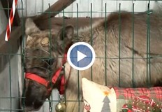 На 13 декември животното изчезна от стопанство в разградско селоМиналата