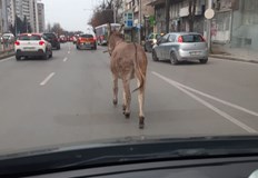 Много хора са успели да заснемат необичайния участник в движениетоТази