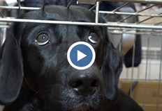 Вече почти седмица лекарите се борят за живота на СпайкКучето