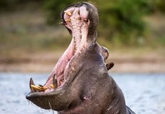 Очевидци на нападението започнали да замерят животното с камъни2 годишно дете