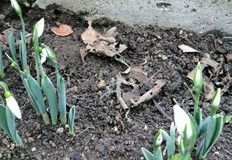 Смолян посрещна Рождество Христово без сняг и с нетипично високи